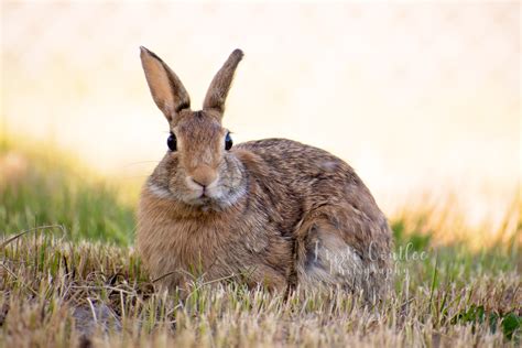 Find out how to solve a pest problem with rabbits in order to protect your property or business. How to Bunny Proof Your Backyard and Garden in a Few Easy ...