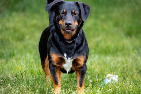14 Rottweiler Mixes (With Pictures) | Pet Keen