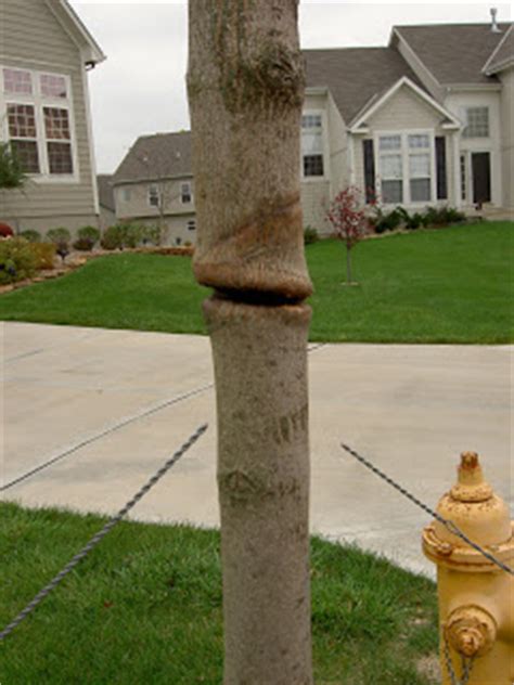 Check spelling or type a new query. Love Your Lawn: Remove Tree Stakes
