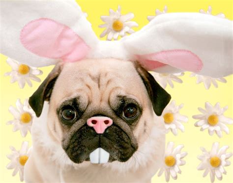 Easter Pug Hahaha Pugs And Kisses Pugs Funny Easter Pets