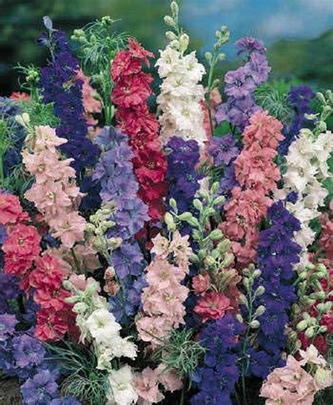 Organic Giant Larkspur Mix Seeds 20 Count Etsy