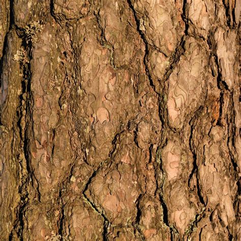 Tree Bark Close Up Stock Image Image Of Detail Skin 100078091