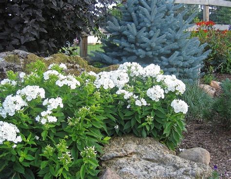 Volcano Phlox White Landscaping With Rocks White Gardens Easy Garden