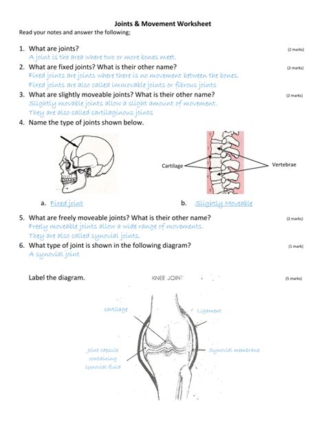 Anatomical Movement Terminology Worksheet Answers
