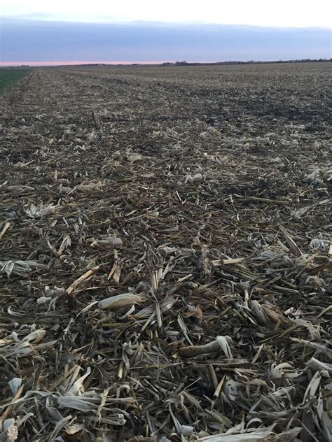 Nebraska Corn Kernels Nebraska Corn 93 Harvested