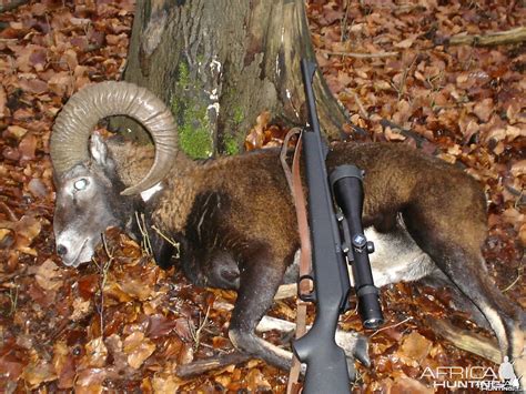 Hunting Mouflon