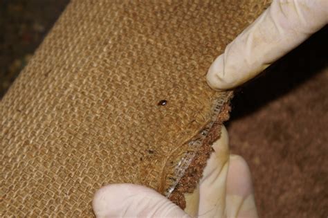Woman with magnifying glass detecting bed bugs on mattress, closeup. Bed bug under carpet | Level 3 infestation, bed bugs were ...