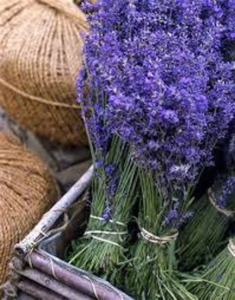 True English Lavender Seeds Herb Plant Lavandula Very Etsy