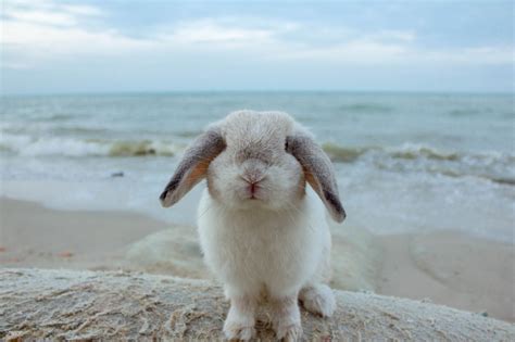 Sweet Dreams Adorable Bunny By The Ocean