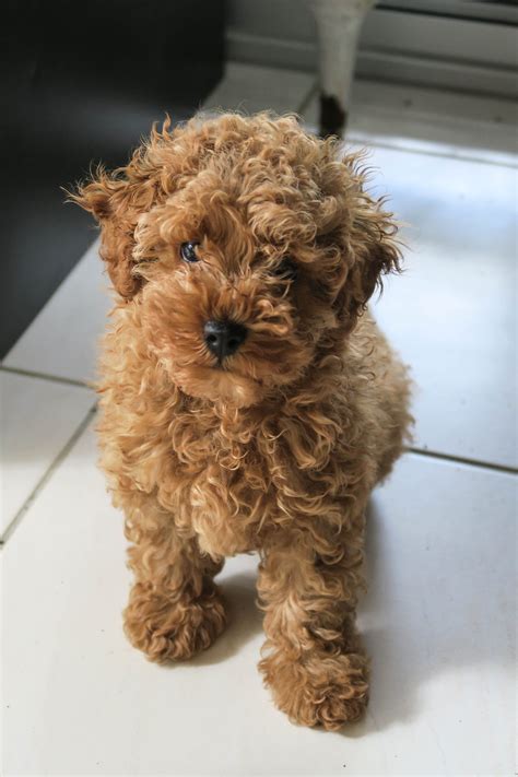 A Small Poodle Like Dog