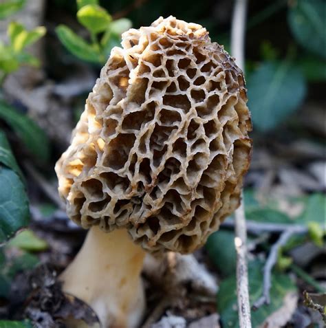 The Great Morel Mushroom Search Is About To Begin In Iowa