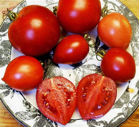 High Crimson Tomato A Comprehensive Guide World Tomato Society