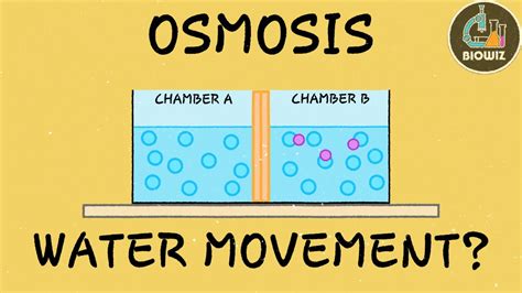 Osmosis Animation Transport In Plants Class 11 Biology Plant