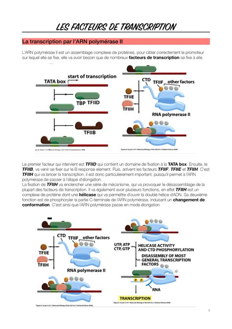 Facteurs De Transcription Le Premier Facteur Qui Intervient Est Tfiid Qui Contient Un Domaine