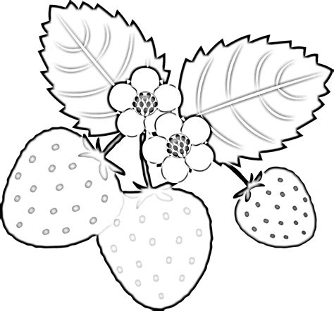 Strawberry Plant Coloring Page Colorless Drawings