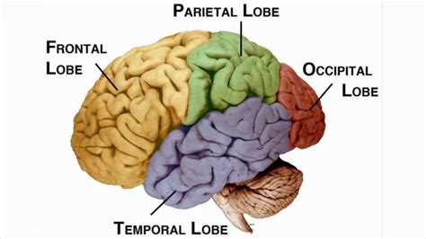 Learn The Four Lobes Of The Brain Brain Lobes Frontal Lobe Brain Models