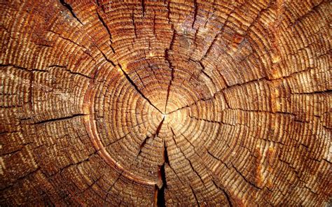 Wallpaper Trees Nature Wood Pattern Hdr Texture Circle Tree