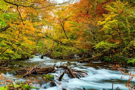 View Of Oirase River Flow Through The Forest Of Colorful Autumn Foliage