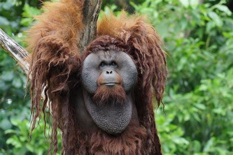 10 Interesting Facts About Orangutans Worldatlas