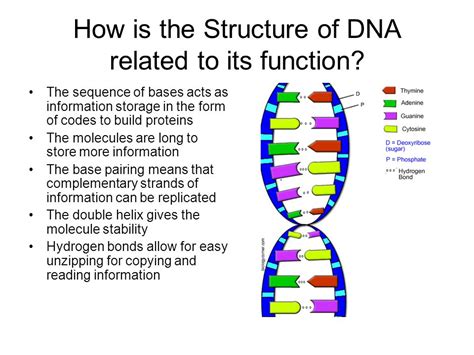Dna Structure And Functions Ninth Grade Biology 23218 Hot Sex Picture