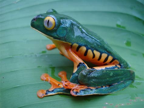 Educational Programs Focus On Costa Rica Biodiversity Tripatini