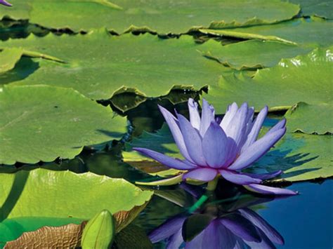 15 Beautiful Pond Plants For Your Water Garden — Pet Central By Chewy
