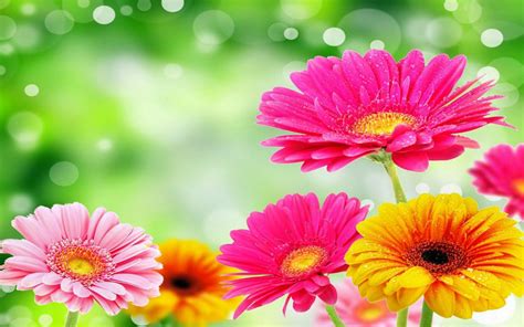 Gerbera Wallpapers Pictures Images