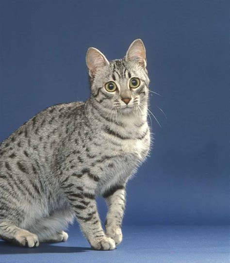 Egyptian Mau Colors From Silver To Bronze The Patterns And Shades