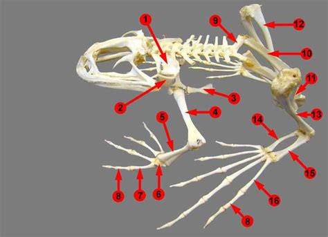 Frog Skeleton Animal Specimen Toad Bones Biology Anatomy Teaching Aids