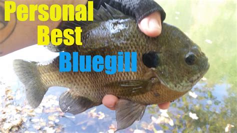Personal Best Bluegill Sunfish On Unexpected Bait Youtube