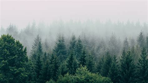 Forest Fog Aerial View Trees Sky 4k Forest Fog Aerial View