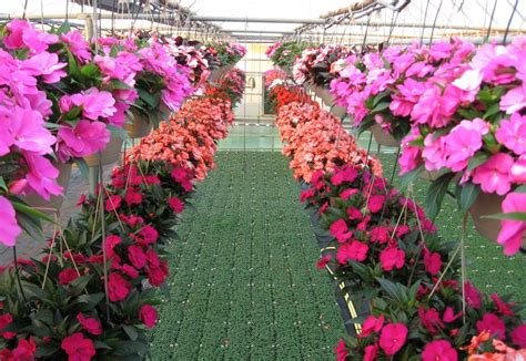 Where do flowers delivered to the us come from? Vanderknyff Greenhouses