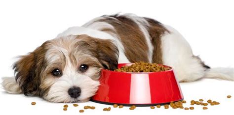 This dog food for allergies normally contains hydrolysed ingredients, again in an attempt to fool the dog's digestive system. Types of Dog Allergies - What are Dogs Allergic to ...