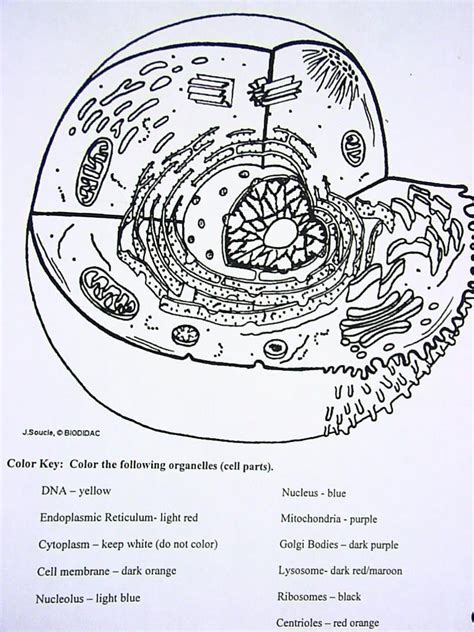 Cell Membrane Coloring Worksheet Key