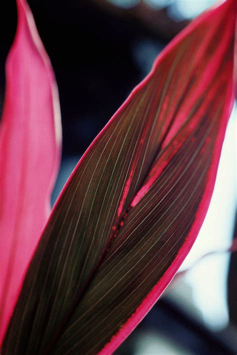 Fuchsia Leaves Of Tropical Ti Plant License Image 70506562 Lookphotos