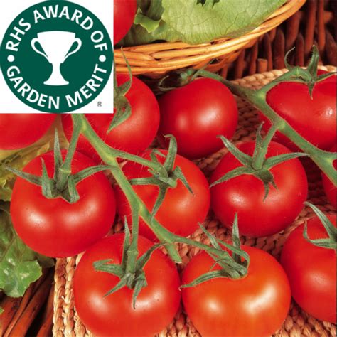 Tomato Shirley F1 3 X 9cm Pot Vegetable Plants Rhs Agm Winner Ebay