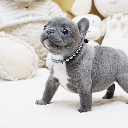 As a result, a teacup french bulldog is a french bulldog that has been bred to be as small as possible. Faboo Blue Mini French Bulldog - MICROTEACUPS