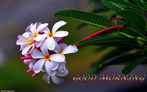 Good Morning Wishes For Her With Flowers - positive quotes