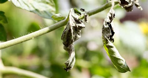 10 Common Tomato Plant Problems And How To Fix Them Farmers Almanac