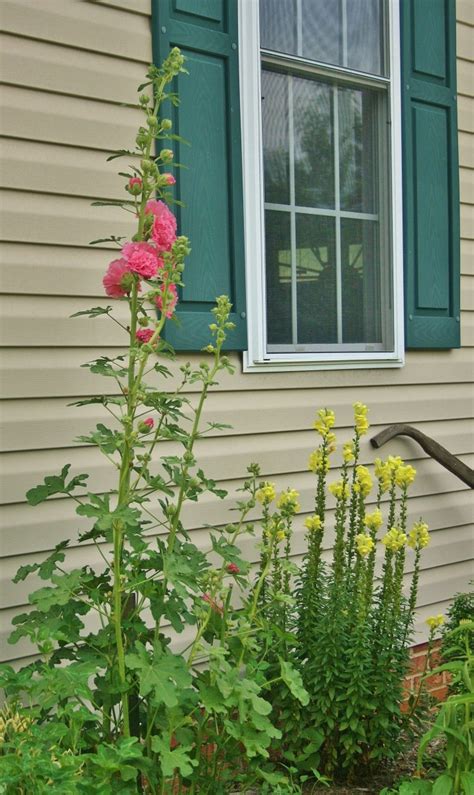 How To Grow Hollyhock From Seed Dengarden