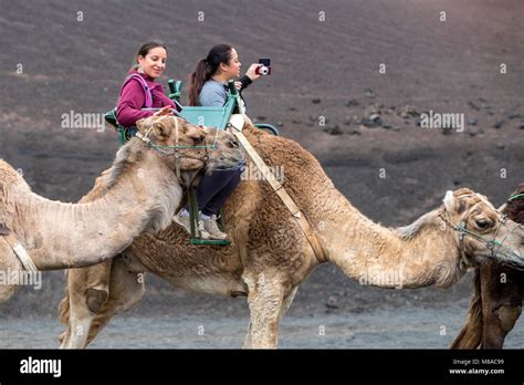 Chica Turista Tocando Una Cabeza De Camello Mientras Monta Fotografías