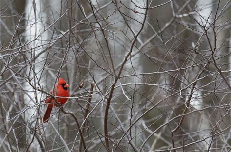 Male Northern Cardinal Perched On Bare Branches Stock Photo Image Of