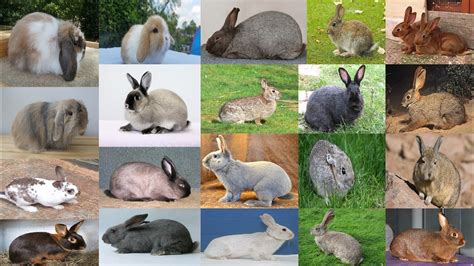 Top 58 Species Rabbit Name Youtube