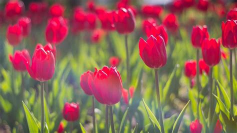 Red Tulips Hd Wallpapers