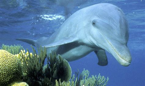 Common Bottlenose Dolphin Species Wwf