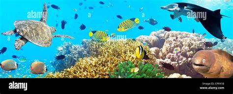 Underwater Panorama With Turtle Coral Reef And Fishes Stock Photo Alamy