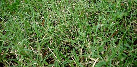 How To Control Bermuda Grass Todays Homeowner