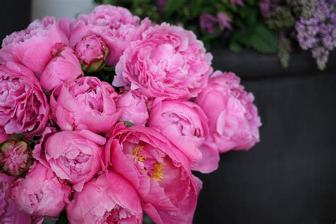 Lush Pink Peonies Fresh Flowers Arrangements