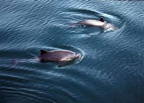 Protection For Harbour Porpoise Off West Coast Of Scotland Practical