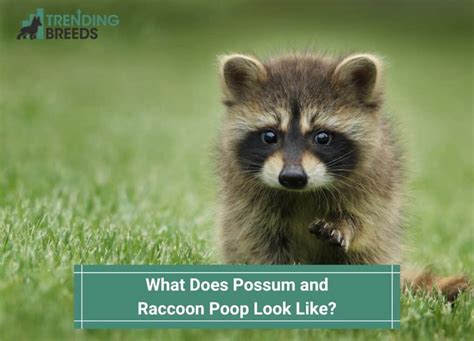 What Does Possum And Raccoon Poop Look Like 2023